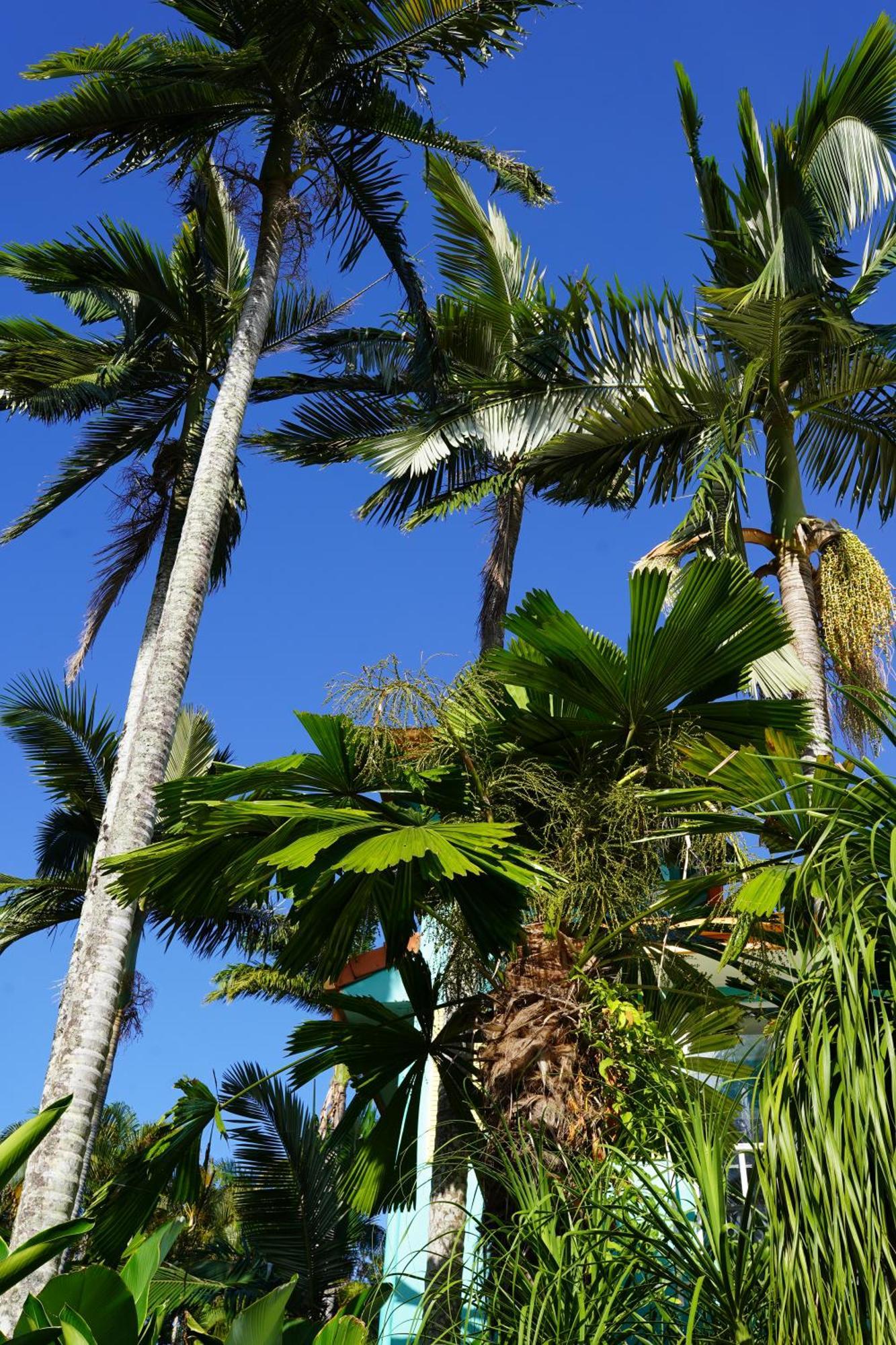 Casa Papaya Adults Only Apartment Port Douglas Exterior photo